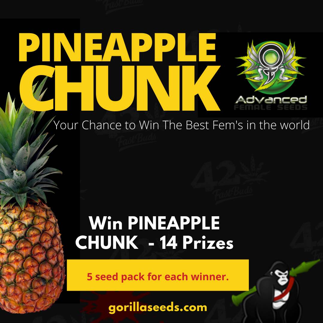 Win Pineapple chunk Gorilla Seeds Win Pineapple chunk Gorilla Seeds