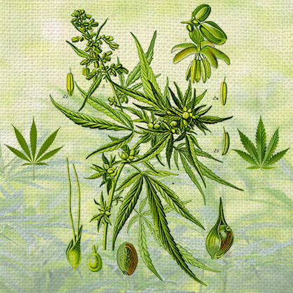 sensiseeds.com
