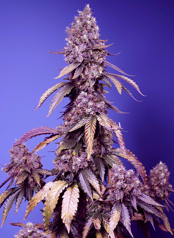 Black Muffin F1 Fast Version® - New Marihuana Seeds 2024