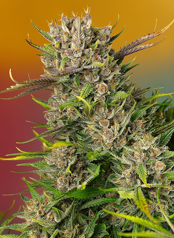 Papaya Zoap Auto® - New Cannabis Seeds 2024