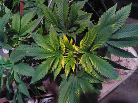 Example of cannabis symptoms caused by light burn. Yellowing top leaves under the grow lights, and the leaf margins often stay great. With light burn, leaves may turn red instead of yellow. Example of cannabis symptoms caused by light burn. Yellowing top leaves under the grow lights, and the leaf margins often stay great. With light burn, leaves may turn red instead of yellow.