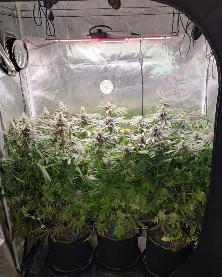 www.growweedeasy.com