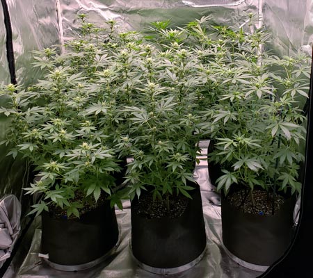 www.growweedeasy.com