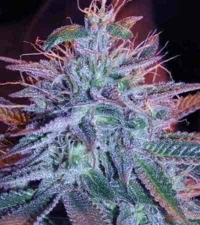 Auto Fat Blueberry > Linda Seeds Auto Fat Blueberry > Linda Seeds