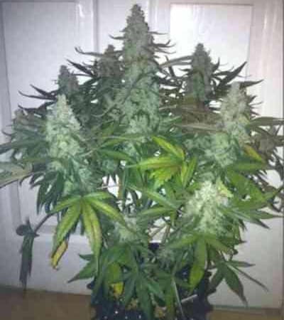 Auto Fat Blueberry > Linda Seeds Auto Fat Blueberry > Linda Seeds