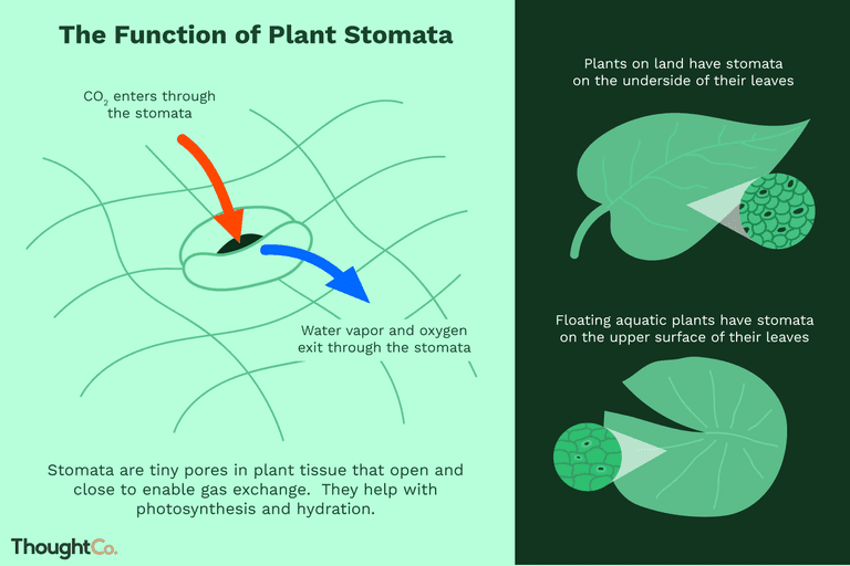 plant-stomata-function-4126012-01-025d7d9b984d46c2b9f9ab5290d25838.png
