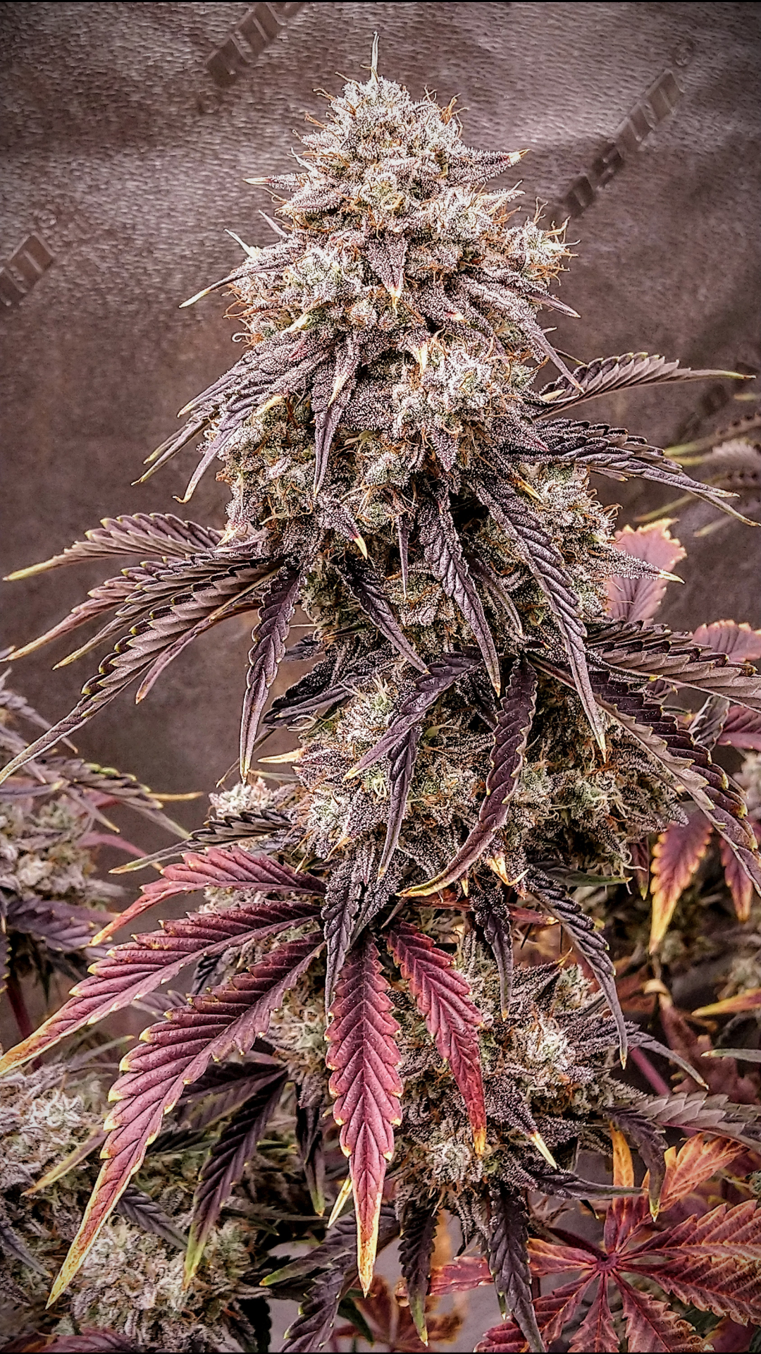 www.autoflower.org