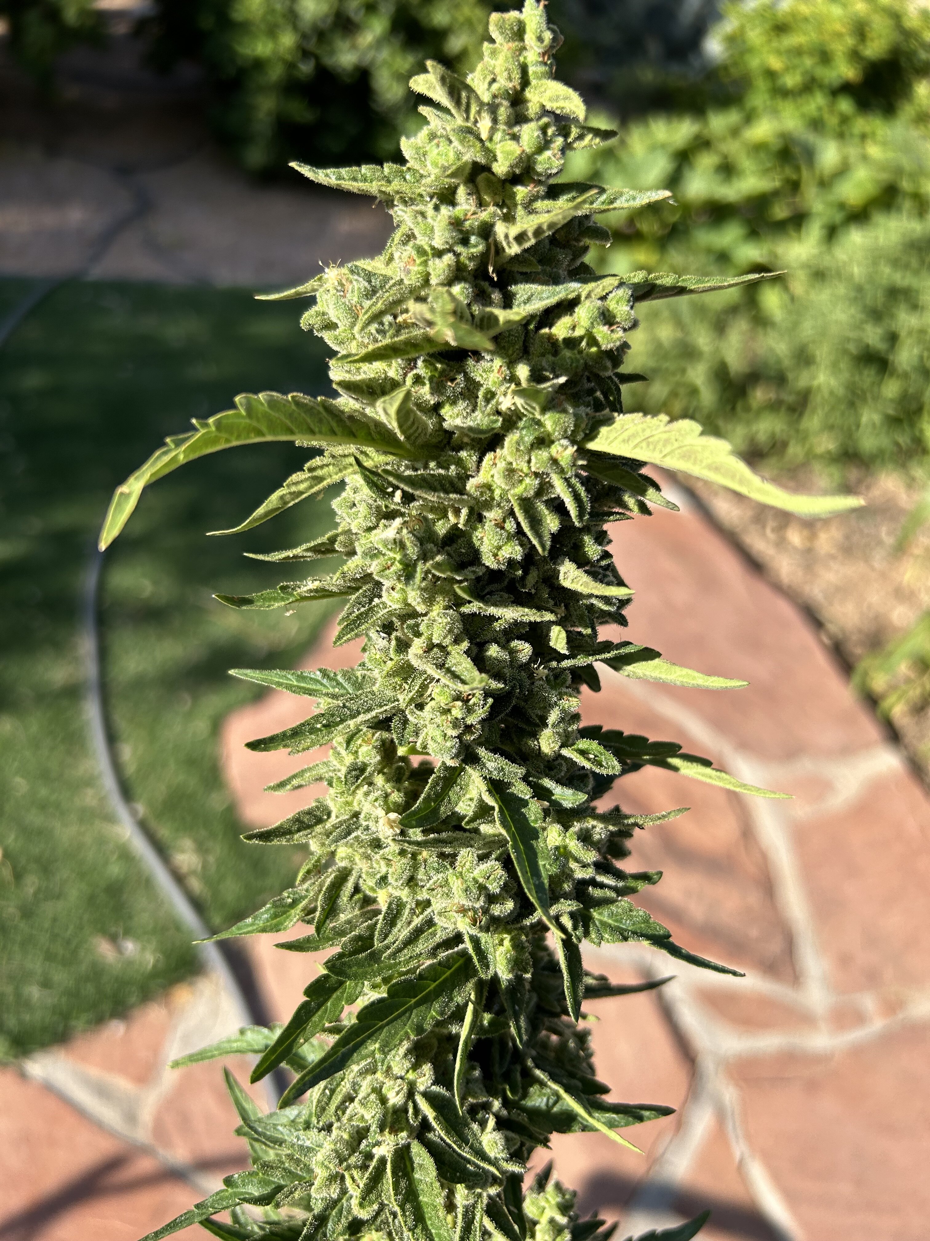 IMG_0780.jpeg