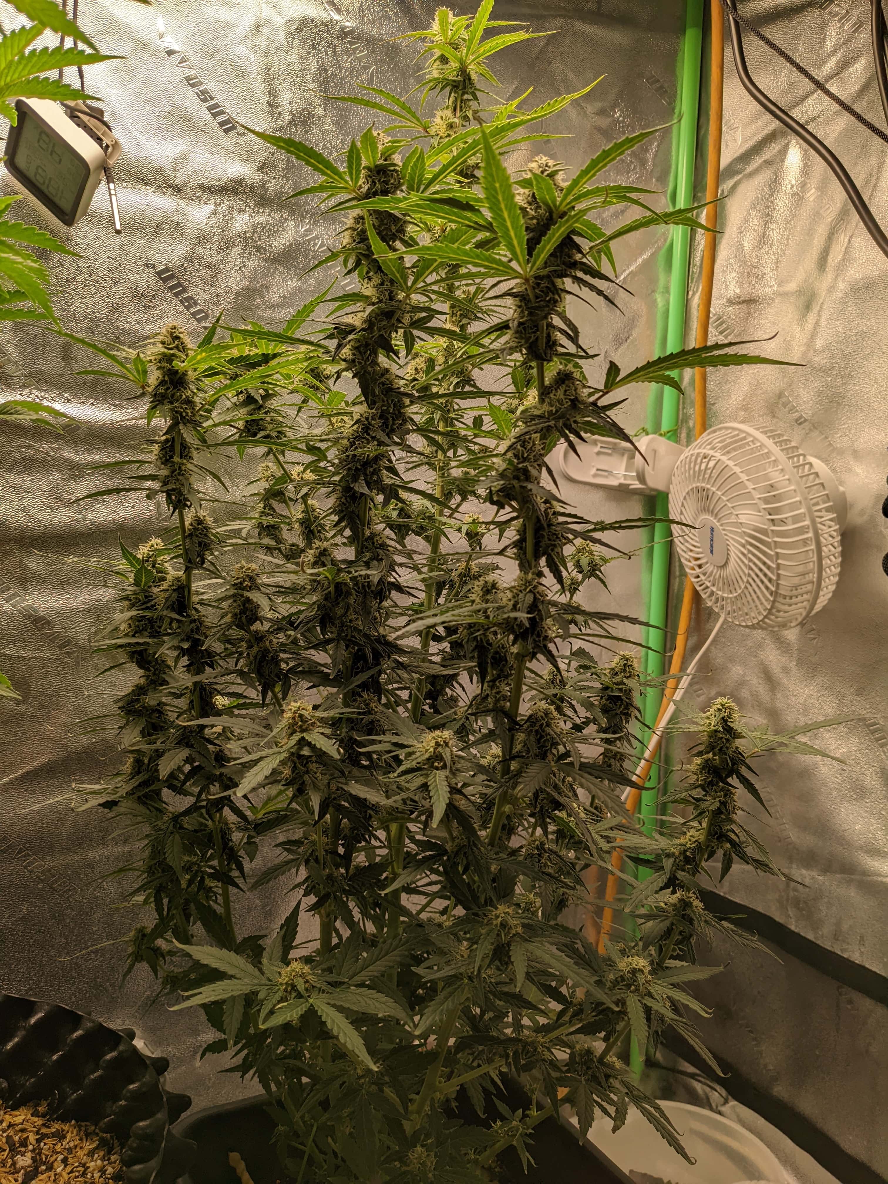 mandarine-03-tent.jpg