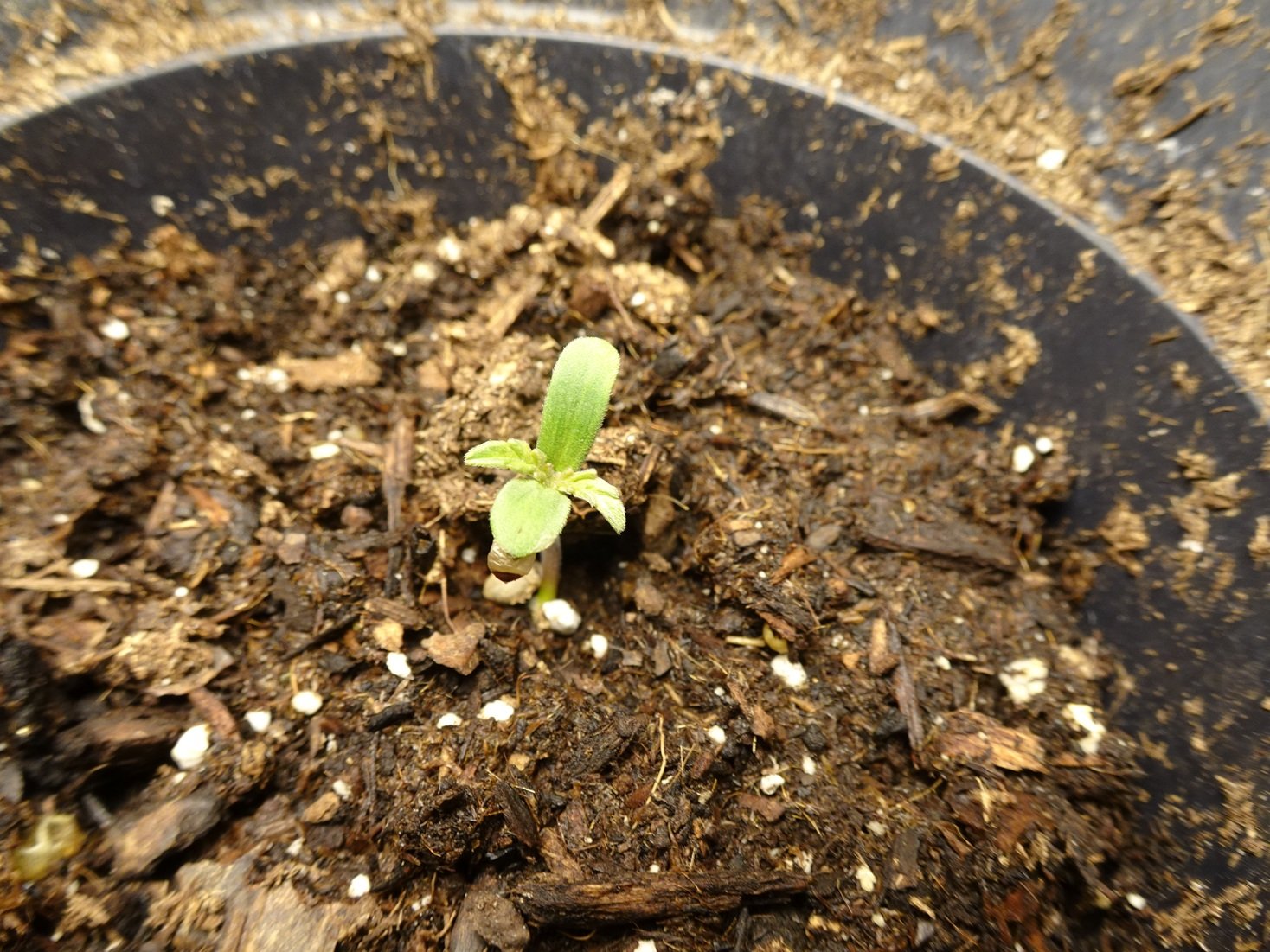 LSD-Day1-Feb21.JPG