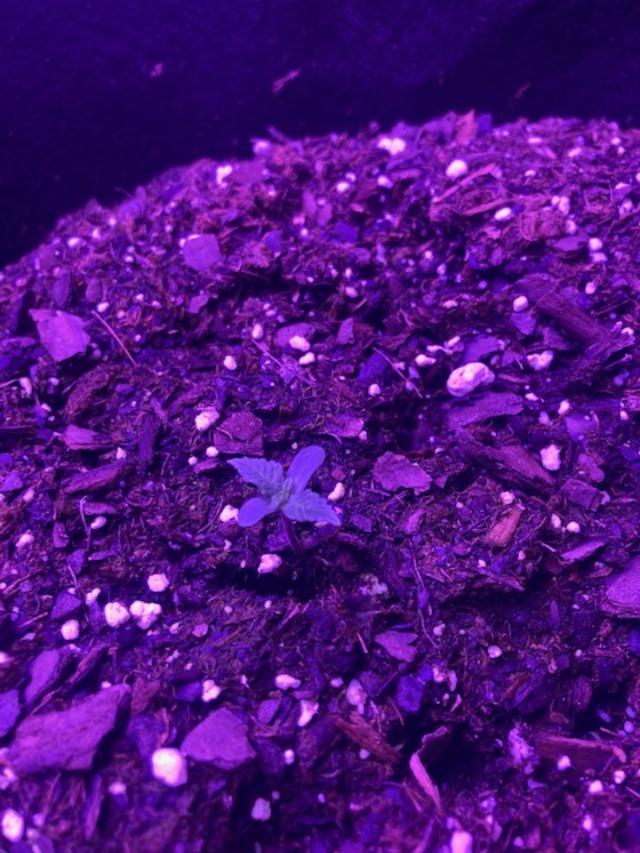 day 5 purple.jpg